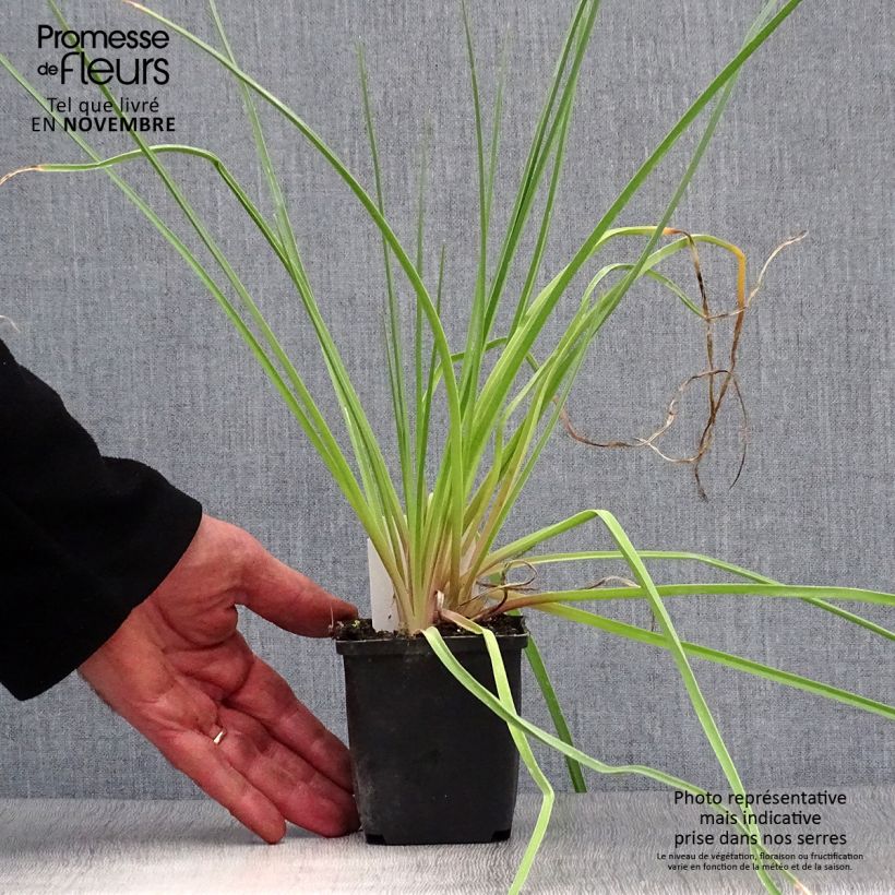 Kniphofia Royal Standard - Red Hot Poker 8/9 cm pot sample as delivered in autumn
