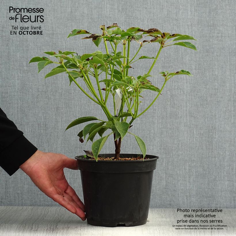Trochodendron aralioides 4L/5L pot sample as delivered in autumn