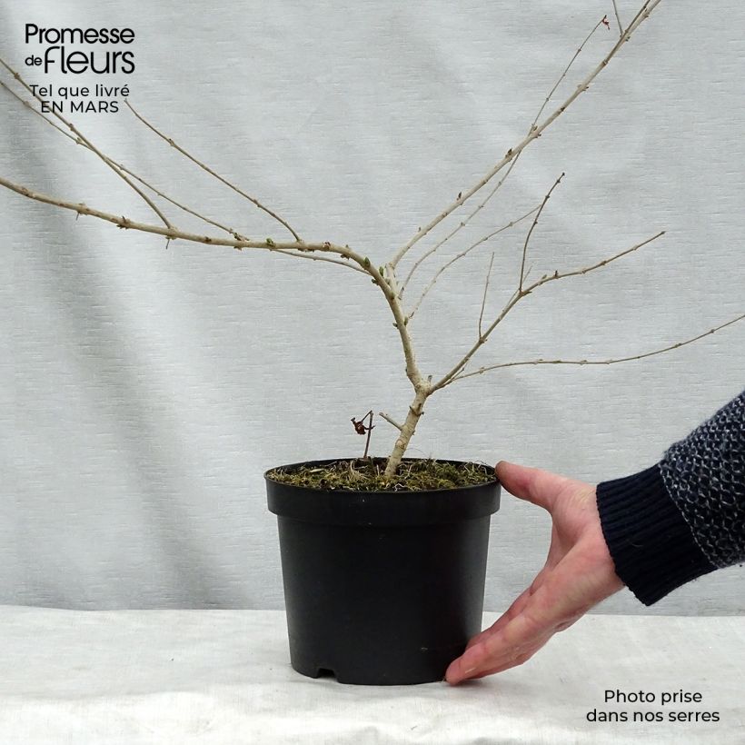 Ligustrum obtusifolium Ilvomassi - Privet 2L/3L pot sample as delivered in spring