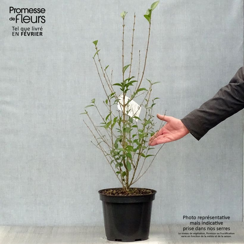 Ligustrum ovalifolium - Privet 7.5L/10L pot sample as delivered in winter