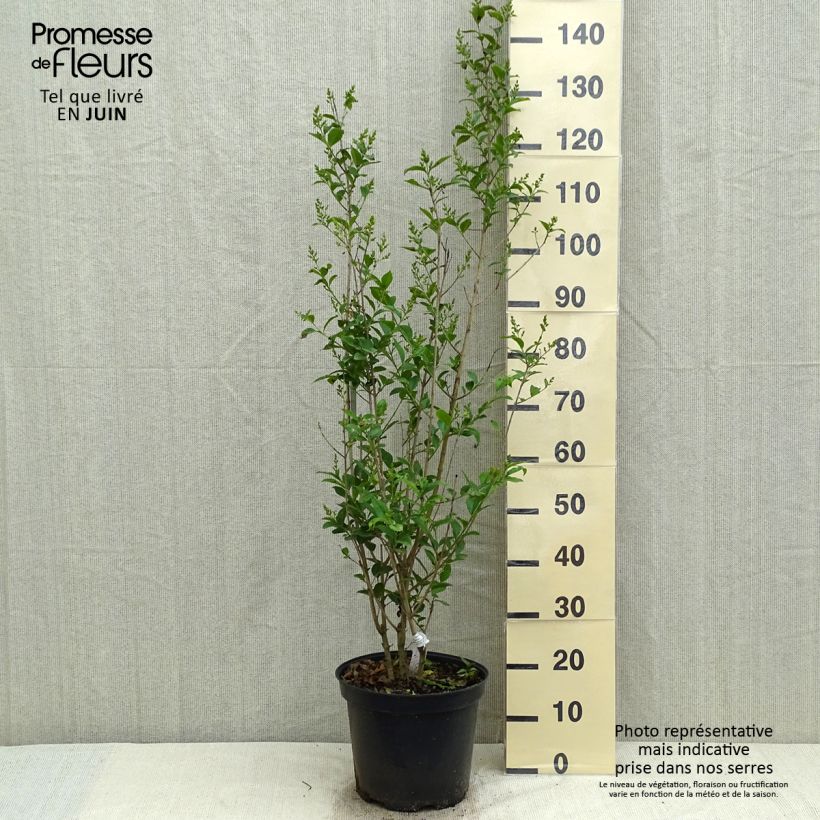 Ligustrum ovalifolium - Privet 7.5L/10L pot sample as delivered in spring