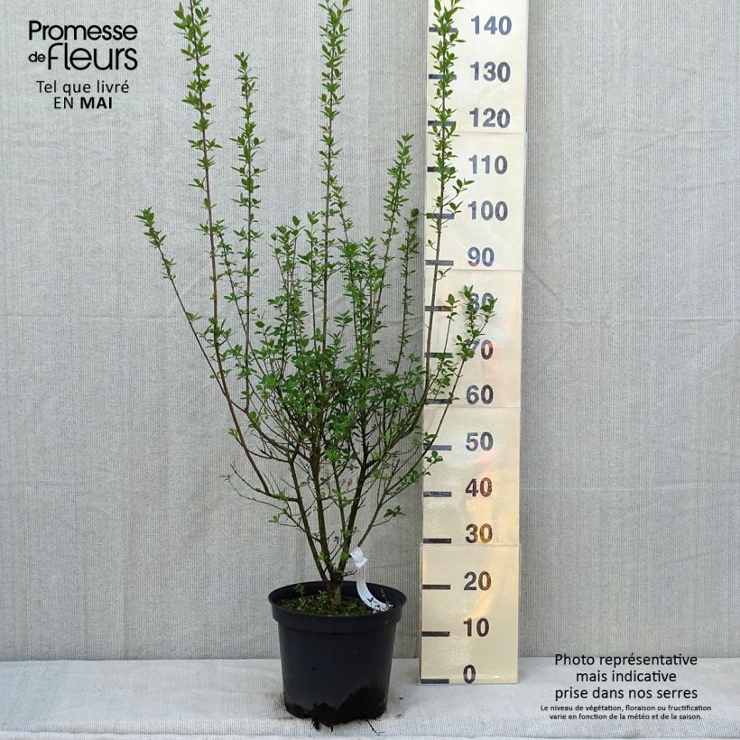 Common Privet - Ligustrum vulgare Atrovirens 7.5L/10L pot sample as delivered in spring