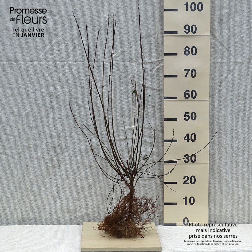 Common Privet - Ligustrum vulgare Atrovirens Bare root sample as delivered in winter