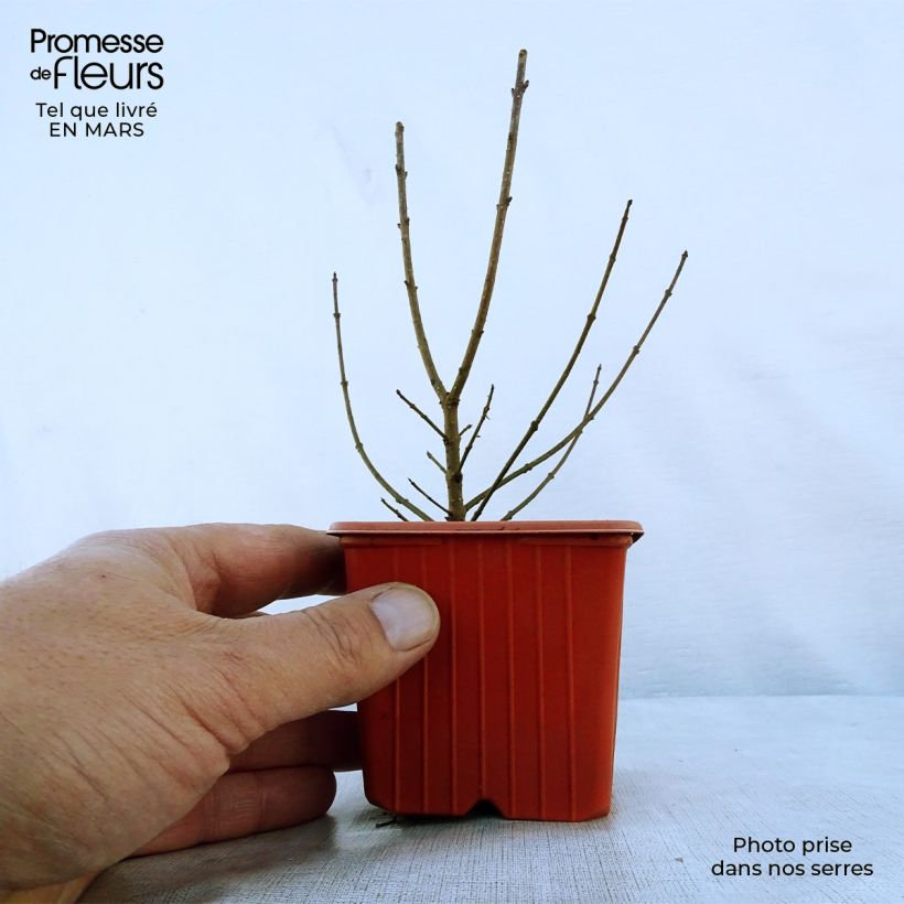 Common Privet - Ligustrum vulgare Atrovirens 8/9 cm pot sample as delivered in spring