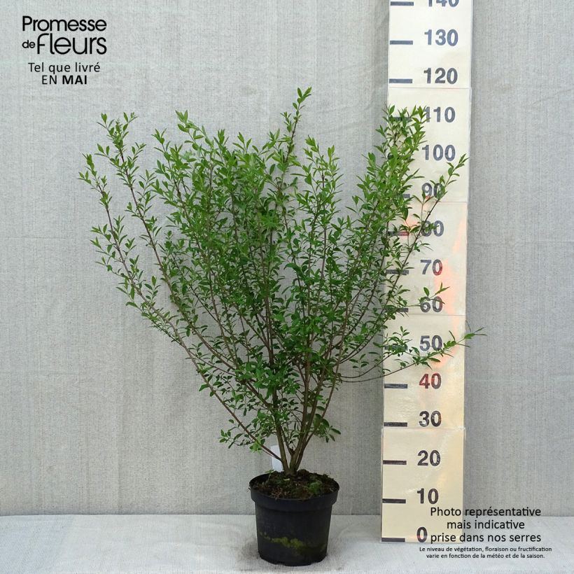 Common Privet - Ligustrum vulgare Atrovirens 4L/5L pot sample as delivered in spring
