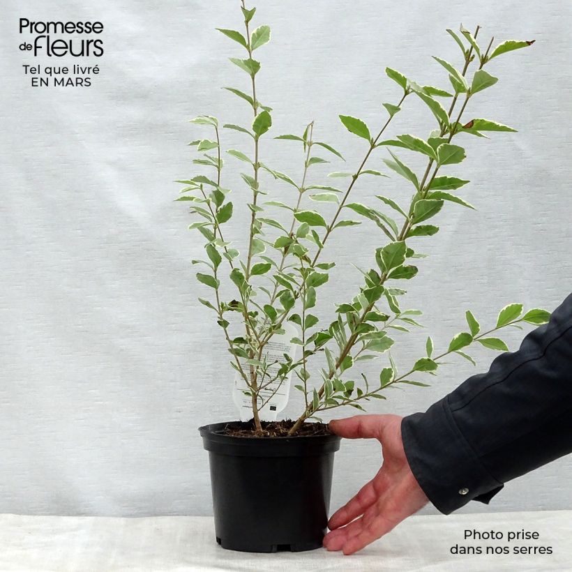 Ligustrum ovalifolium Argenteum - Garden Privet 2L/3L pot sample as delivered in spring