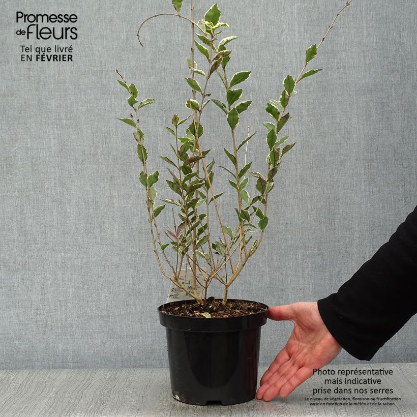 Ligustrum ovalifolium Argenteum - Garden Privet 2L/3L pot sample as delivered in winter