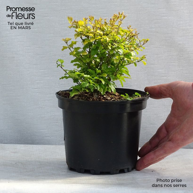 Ligustrum ovalifolium Lemon and Lime - Garden Privet 2L/3L pot sample as delivered in winter