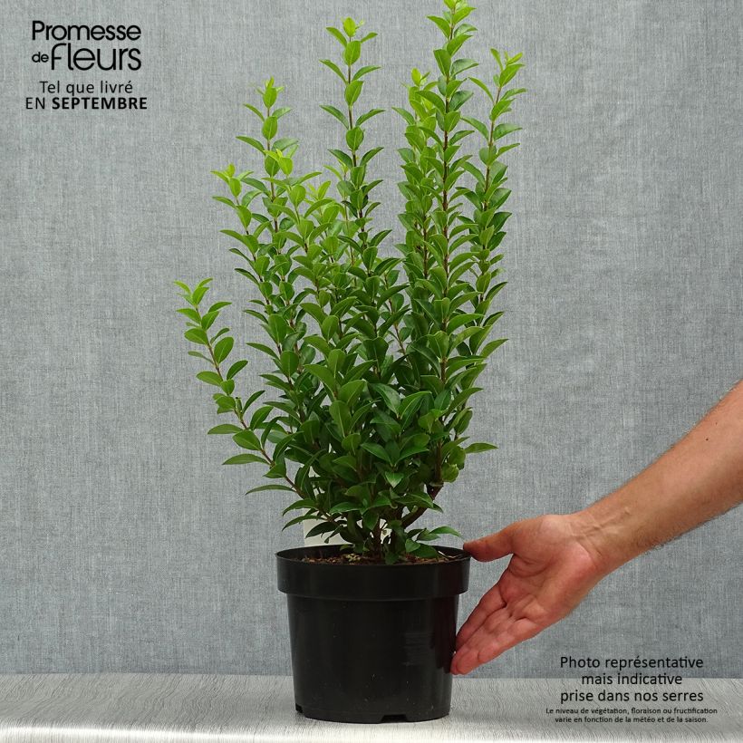 Ligustrum ovalifolium Green Diamond - Garden Privet 2L/3L pot sample as delivered in autumn