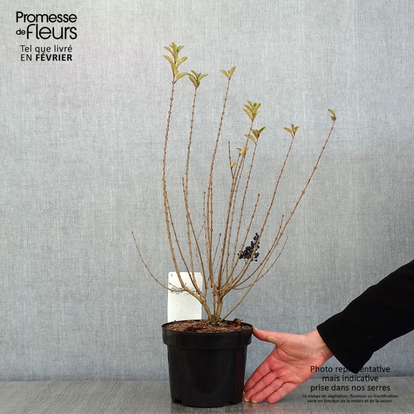 Ligustrum ovalifolium Green Diamond - Garden Privet 2L/3L pot sample as delivered in winter