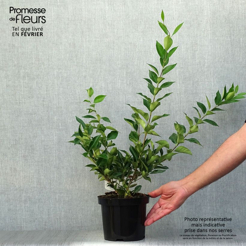Ligustrum lucidum - Glossy Privet 2L/3L pot sample as delivered in autumn