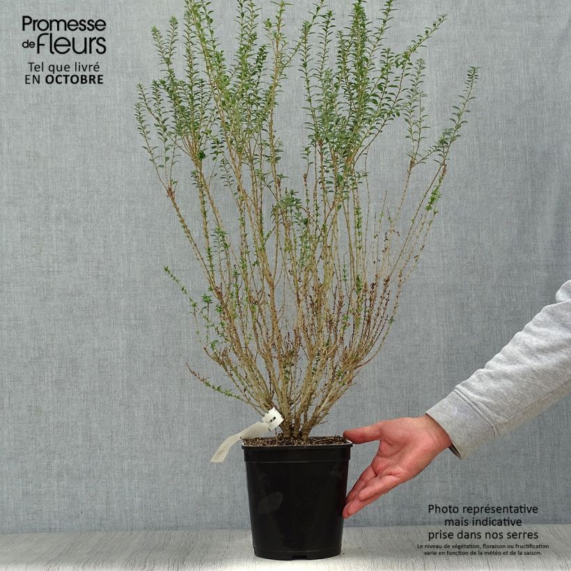 Ligustrum sinense Eugene Clive - Chinese Privet 4L/5L pot sample as delivered in autumn