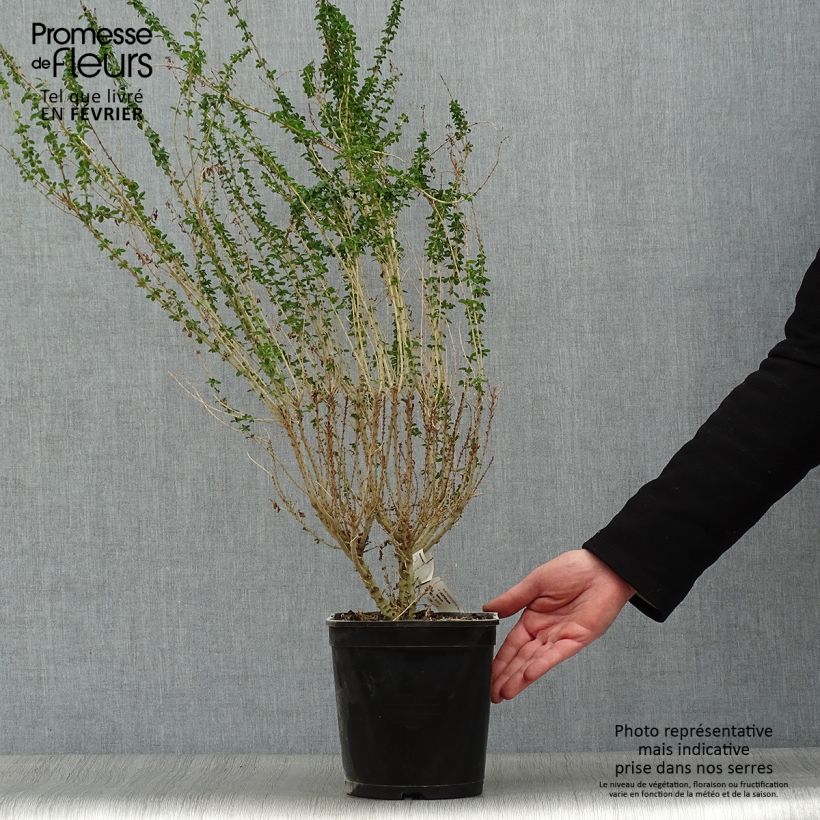 Ligustrum sinense Eugene Clive - Chinese Privet 4L/5L pot sample as delivered in winter