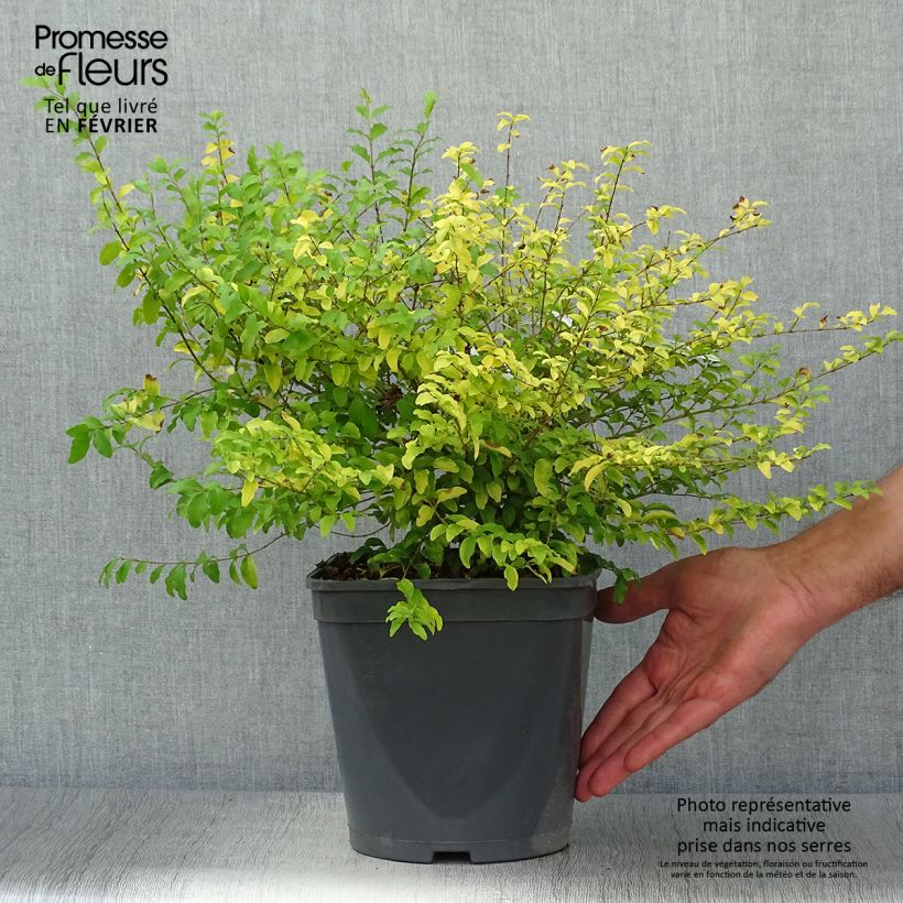 Ligustrum sinense Sunshine - Chinese Privet 4L/5L pot sample as delivered in autumn