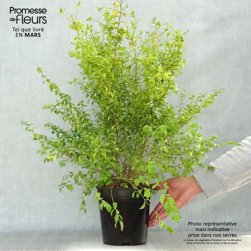 Ligustrum sinense Sunshine - Chinese Privet 4L/5L pot sample as delivered in spring