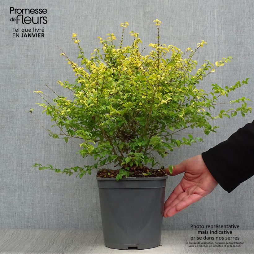 Ligustrum sinense Sunshine - Chinese Privet 4L/5L pot sample as delivered in winter