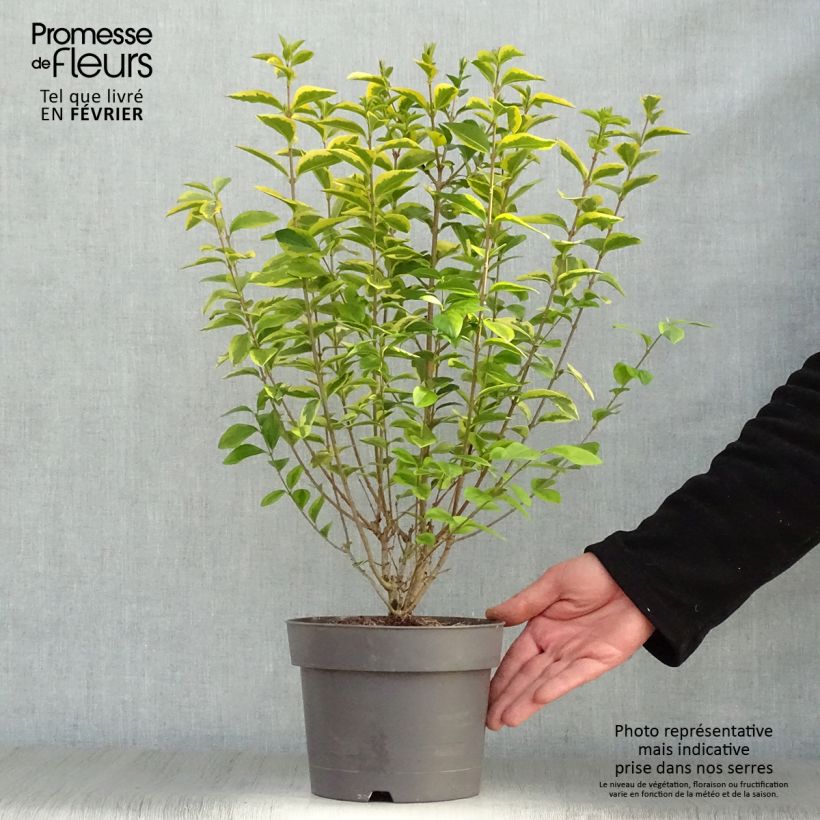 Golden Privet - Ligustrum ovalifolium Aureum 2L/3L pot sample as delivered in winter