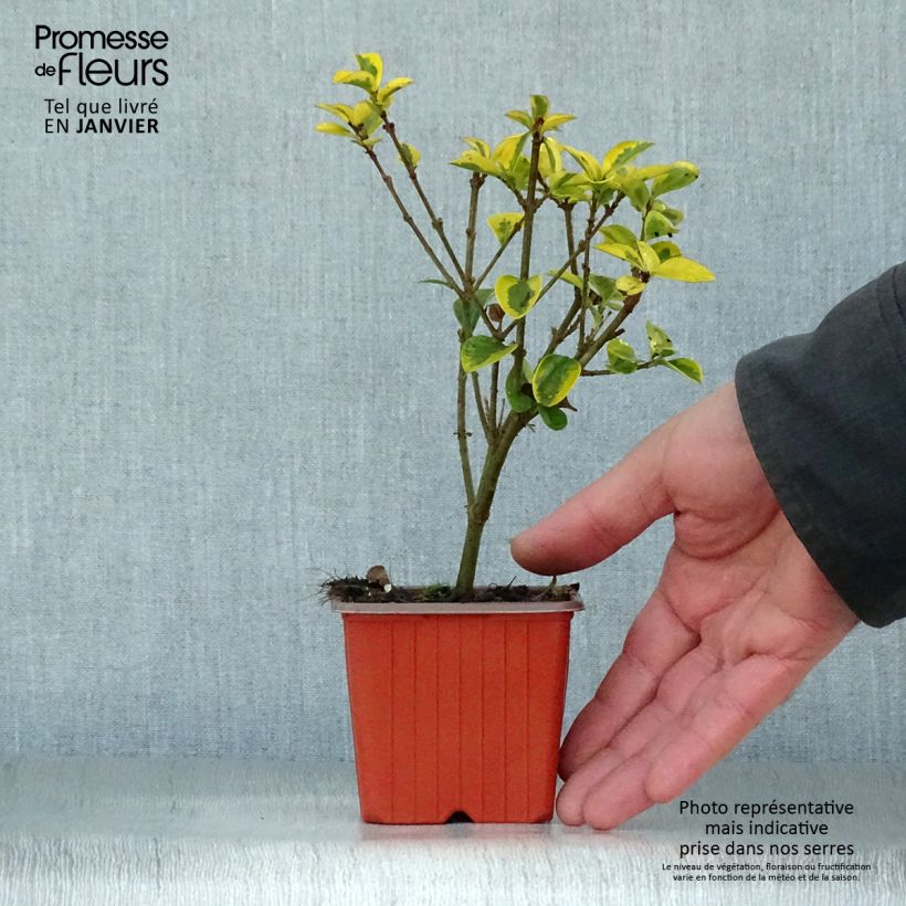 Golden Privet - Ligustrum ovalifolium Aureum 8/9 cm pot sample as delivered in winter