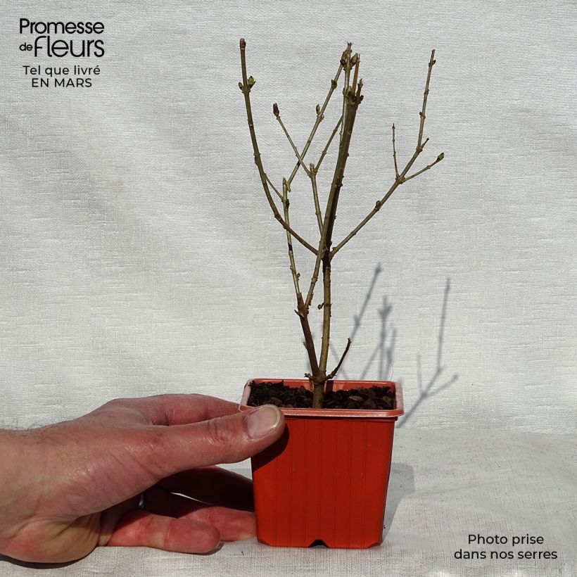 Golden Privet - Ligustrum ovalifolium Aureum 8/9 cm pot sample as delivered in spring