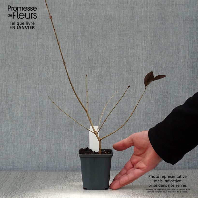 Golden Privet - Ligustrum vicaryi 8/9 cm pot sample as delivered in winter