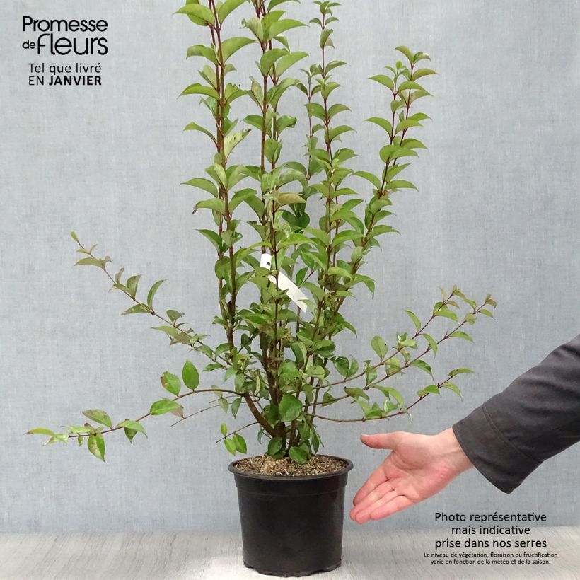Ligustrum japonicum - Japanese Privet 1.5L/2L pot sample as delivered in winter