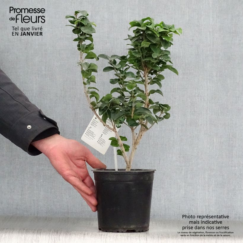 Ligustrum japonicum Rotundifolium - Japanese Privet 2L/3L pot sample as delivered in winter