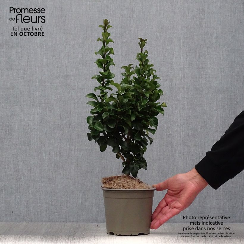 Ligustrum japonicum Rotundifolium - Japanese Privet 2L/3L pot sample as delivered in autumn