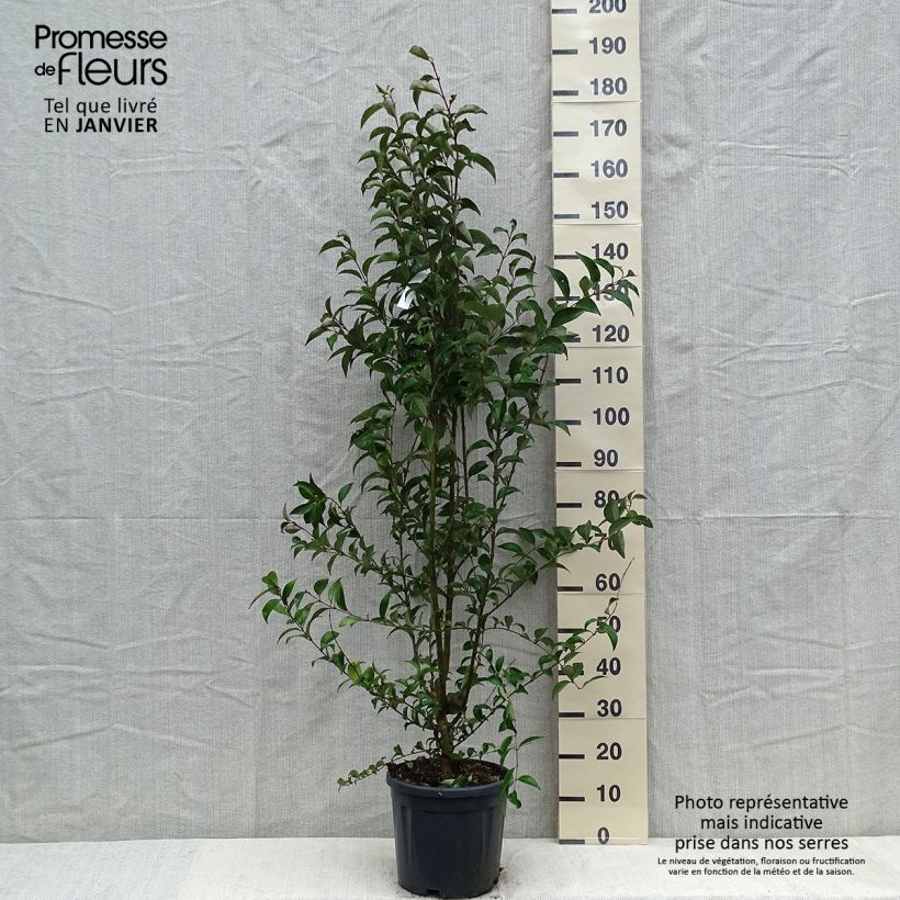 Ligustrum japonicum - Japanese Privet 7.5L/10L pot sample as delivered in winter