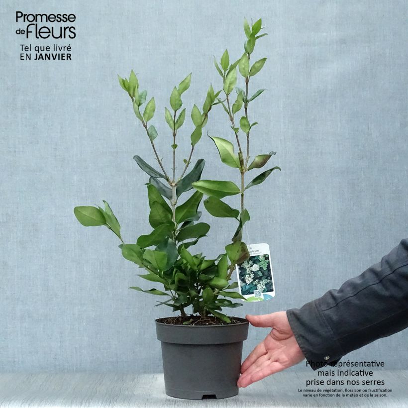 Ligustrum japonicum Texanum - Japanese Privet 2L/3L pot sample as delivered in winter