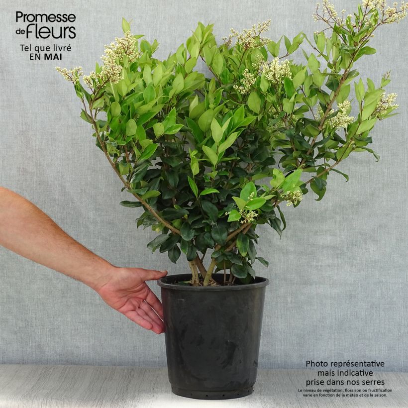 Ligustrum japonicum Texanum - Japanese Privet 7.5L/10L pot sample as delivered in spring