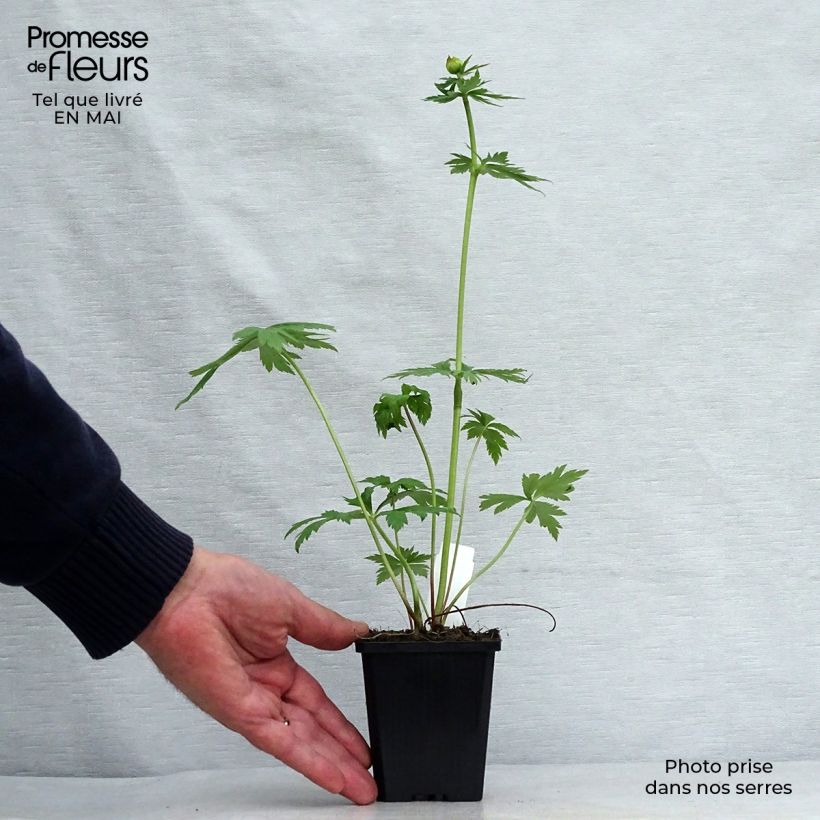 Trollius chinensis Golden Queen 8/9 cm pot sample as delivered in spring