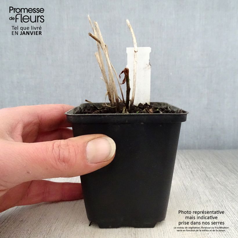 Trollius x cultorum Cheddar 8/9 cm pot sample as delivered in winter