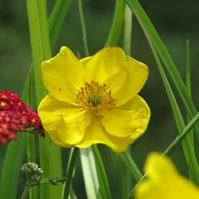 Trollius stenopetalus - Globe flower (Flowering)
