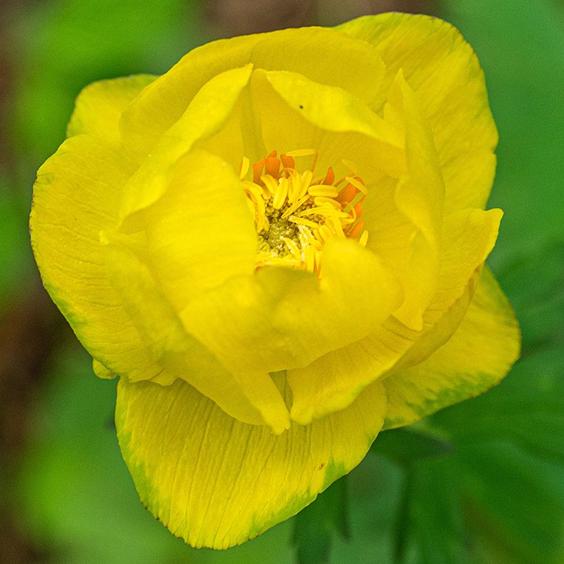 Trollius europaeus Lemon Supreme (Flowering)