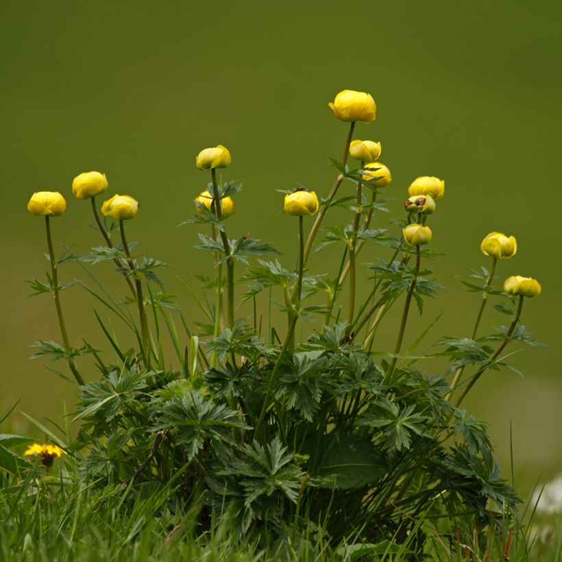 Trollius europaeus Lemon Supreme (Plant habit)