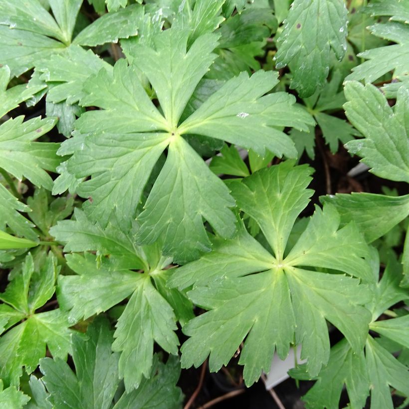 Trollius europaeus  (Foliage)