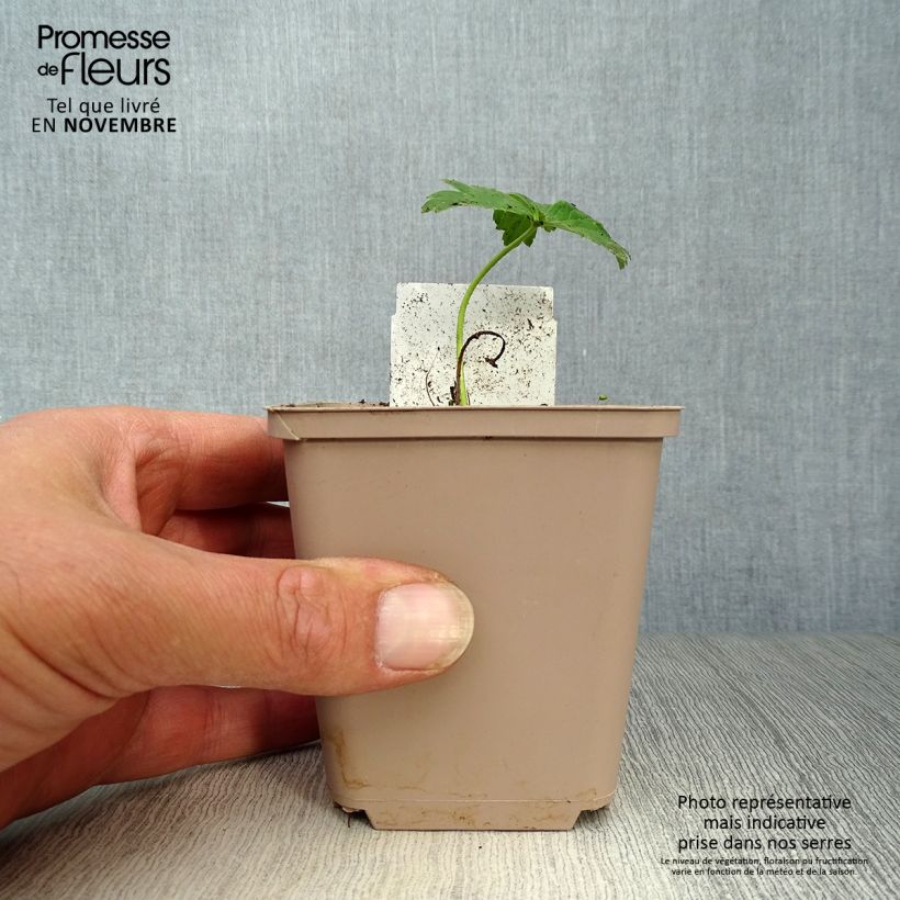 Trollius x cultorum Alabaster 8/9 cm pot sample as delivered in autumn