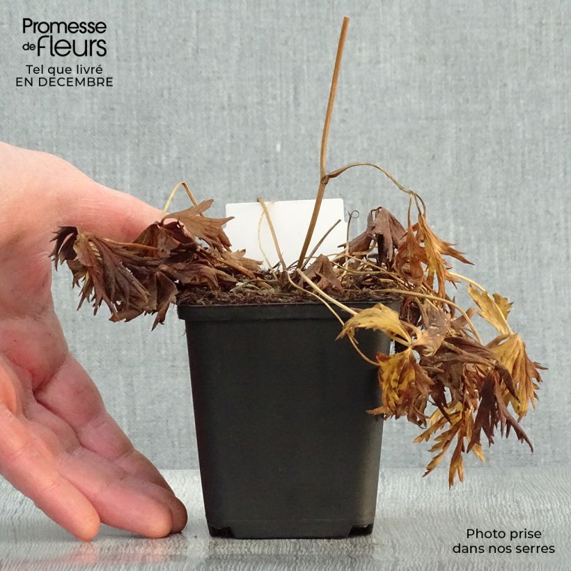 Trollius x cultorum Alabaster 8/9 cm pot sample as delivered in winter