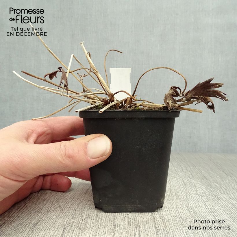 Example of Trollius x cultorum Lemon Queen 8/9 cm pot as you get in hiver