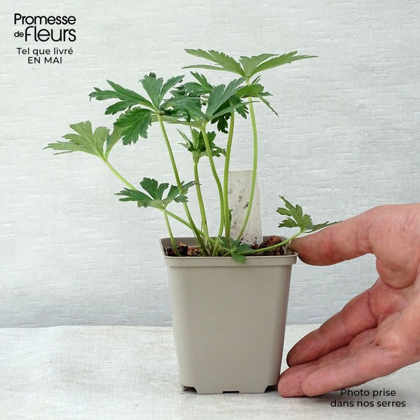 Trollius x cultorum Lemon Queen 8/9 cm pot sample as delivered in spring