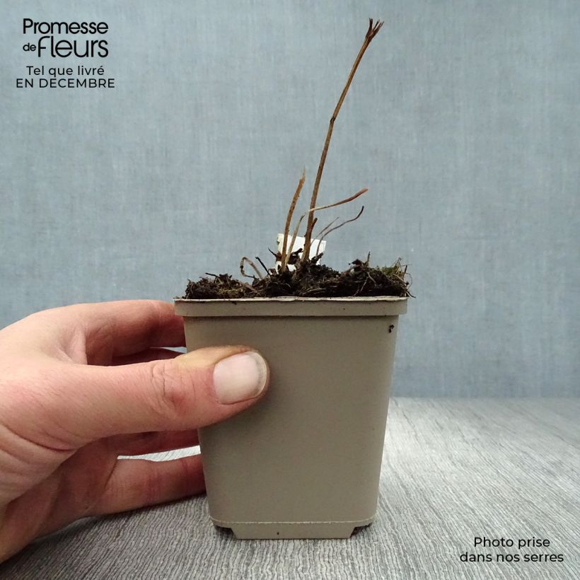 Trollius asiaticus  8/9 cm pot sample as delivered in winter