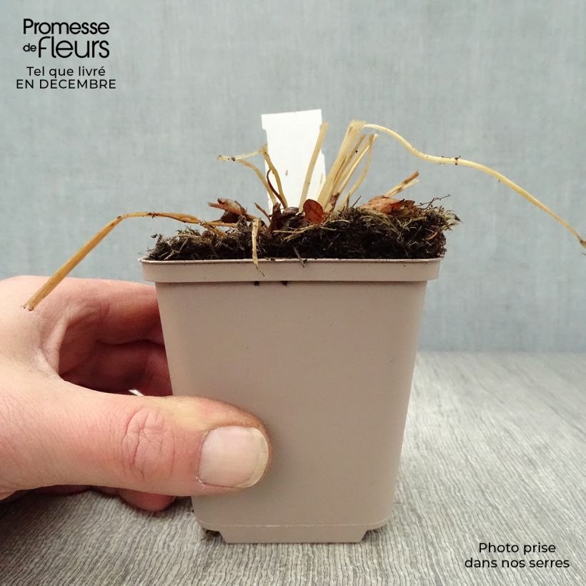 Trollius europaeus  8/9 cm pot sample as delivered in winter