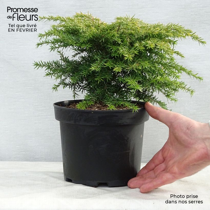 Tsuga canadensis Jeddeloh - Eastern Hemlock 2L/3L pot sample as delivered in winter