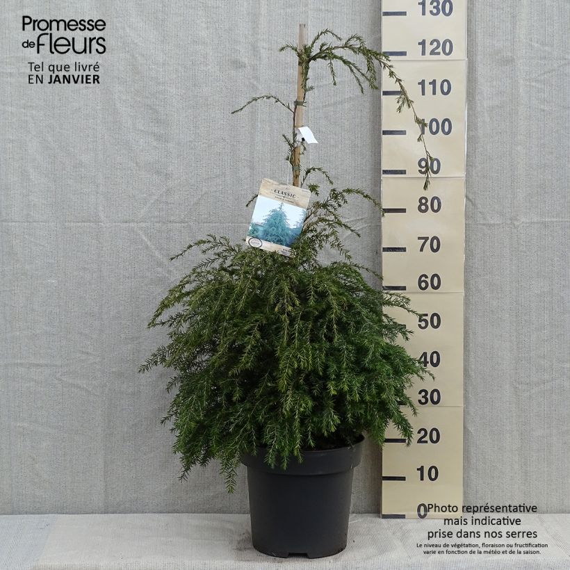 Tsuga canadensis - Eastern Hemlock 3L/4L pot sample as delivered in winter