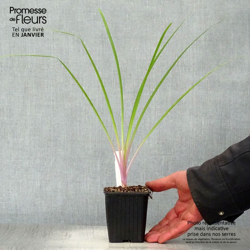 Tulbaghia violacea Flamingo 8/9 cm pot sample as delivered in winter