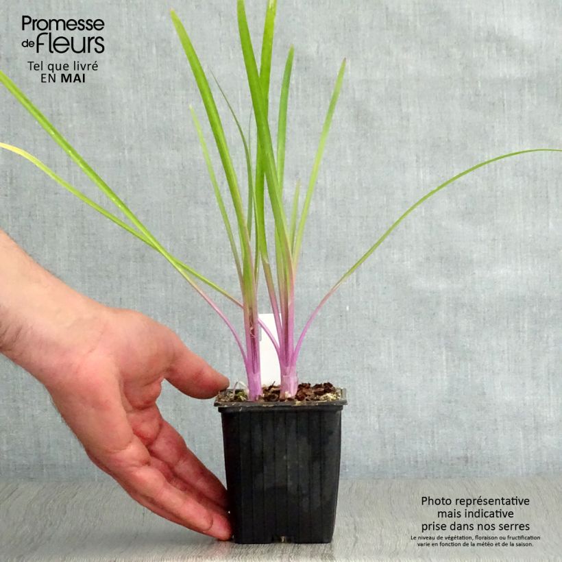 Tulbaghia violacea Flamingo 8/9 cm pot sample as delivered in spring