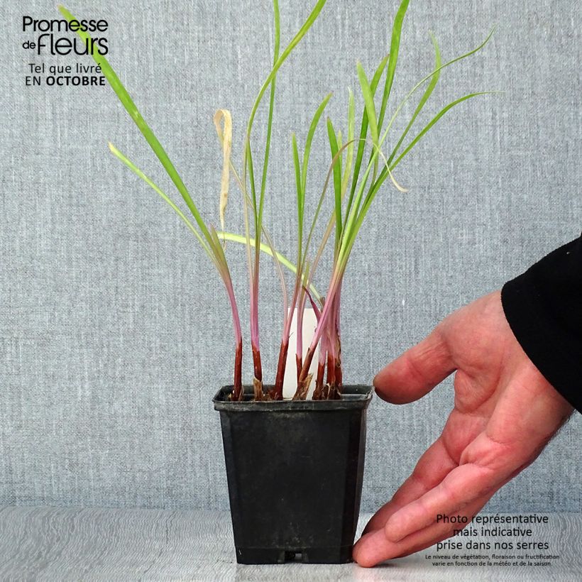 Tulbaghia violacea Flamingo 8/9 cm pot sample as delivered in autumn