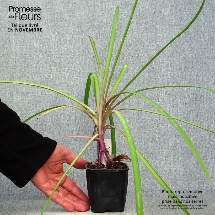 Tulbaghia violacea var. maritima x simmleri Himba 7/8 cm pot sample as delivered in autumn