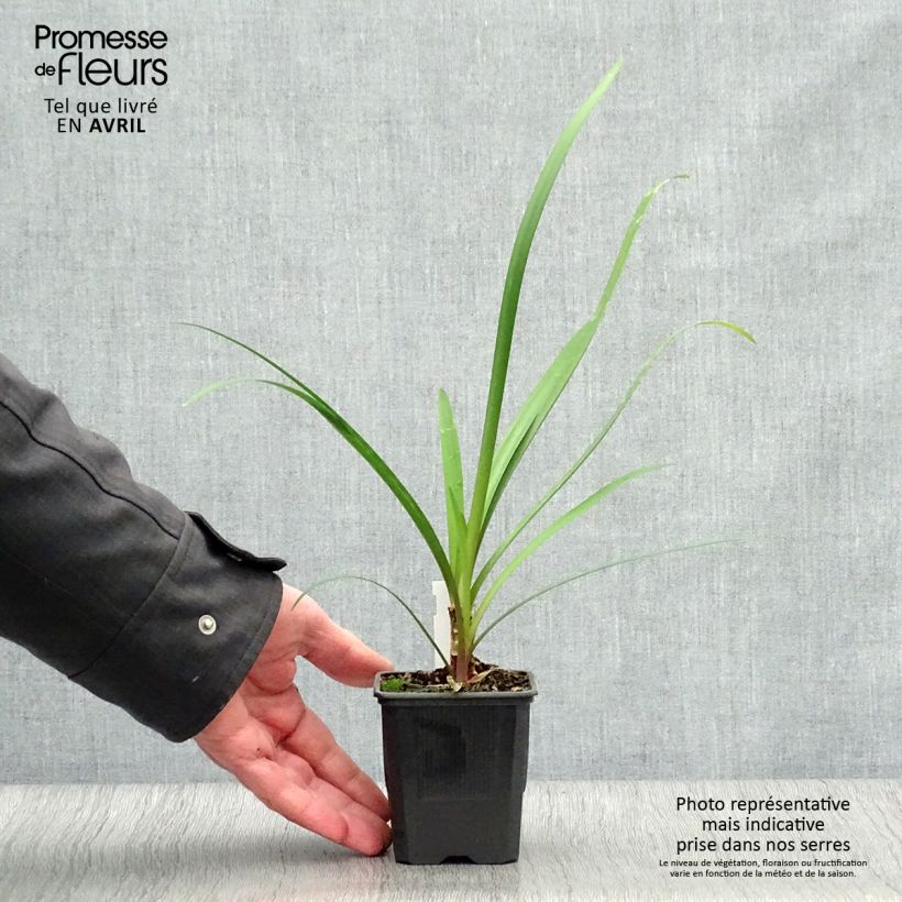 Tulbaghia violacea var. maritima x simmleri Himba 7/8 cm pot sample as delivered in spring