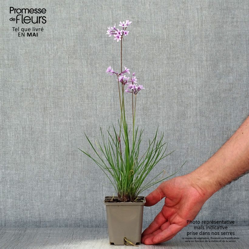 Tulbaghia violacea Purple Eye - Society Garlic 8/9 cm pot sample as delivered in spring